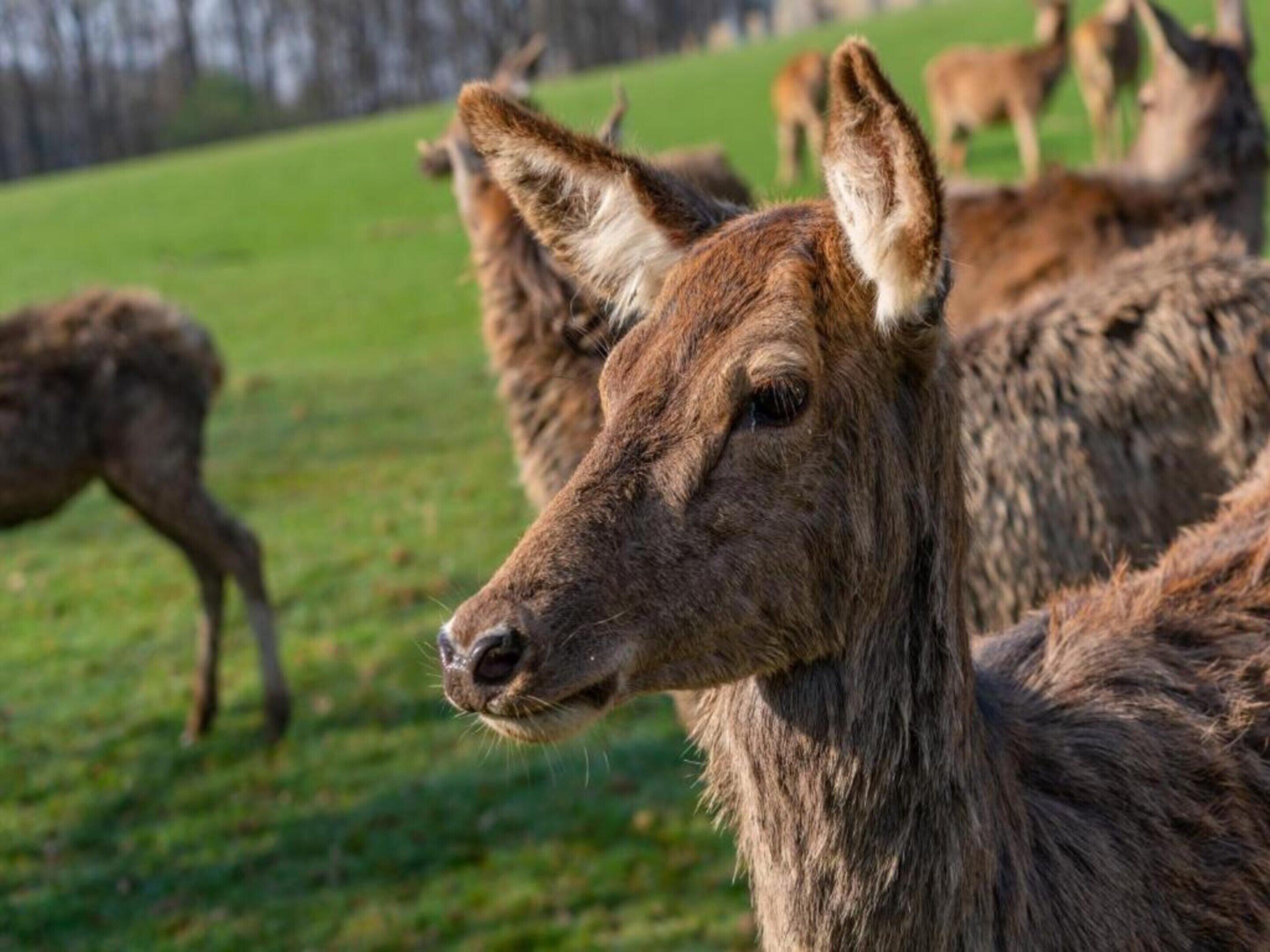 A close-up of a deer with a grassy field in the background.