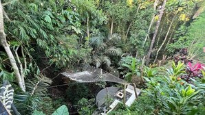 A lush indoor garden with a variety of plants, a small pond, and a wooden bridge. - Cozy Villa El BamboG with a private pool (Blahbatuh)