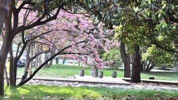 Ein Park mit Bäumen, einem Weg und einer Rasenfläche.