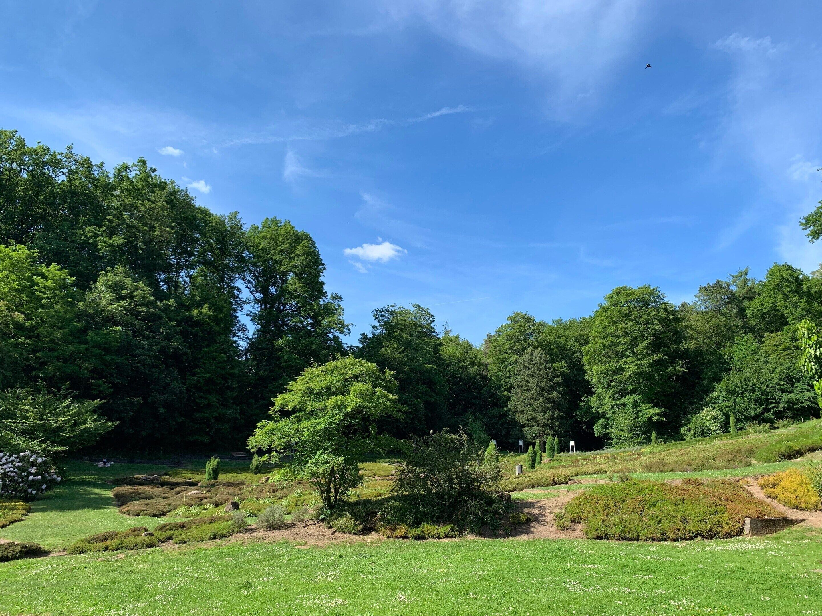 A lush green landscape with trees and a clear blue sky.