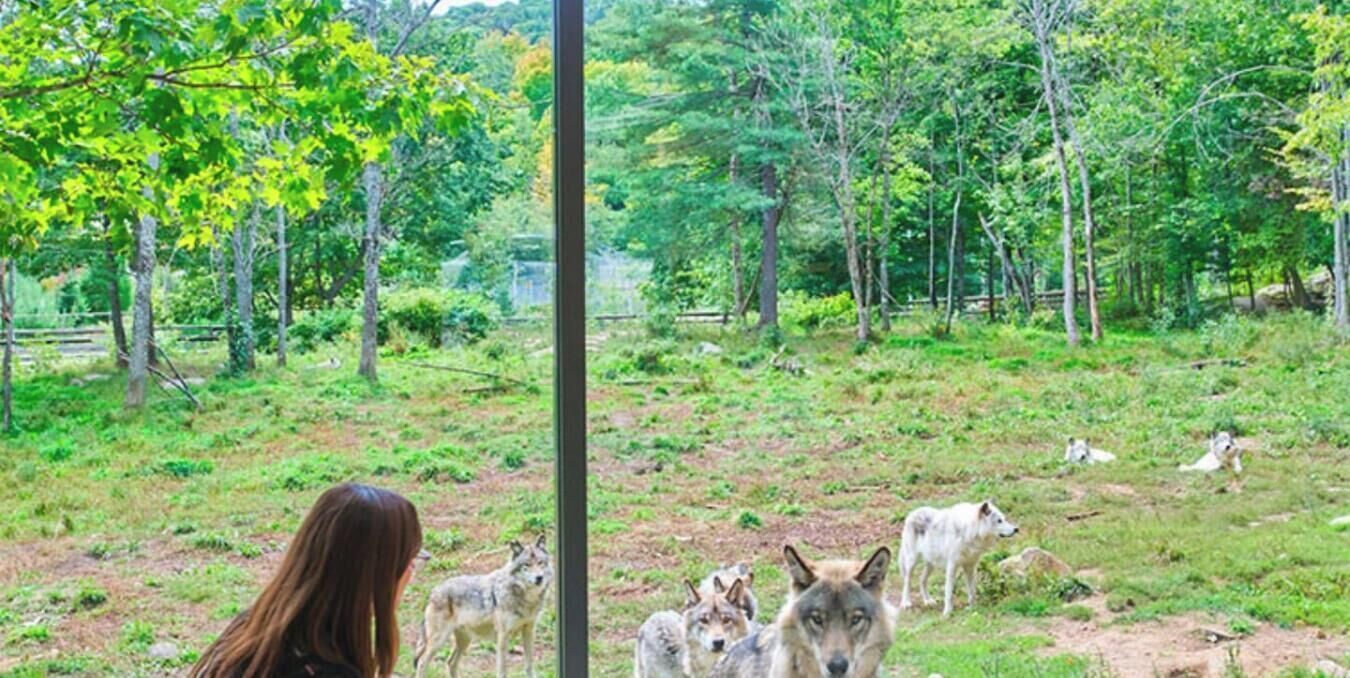 Une personne observe des loups dans un environnement naturel, avec des arbres et une clôture en arrière-plan.