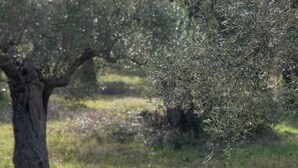 Un árbol con follaje tupido en un entorno natural.