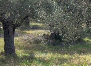 Miscellaneous - Les Oliviers - Connected Studios by RentalsPro (Vourvourou)