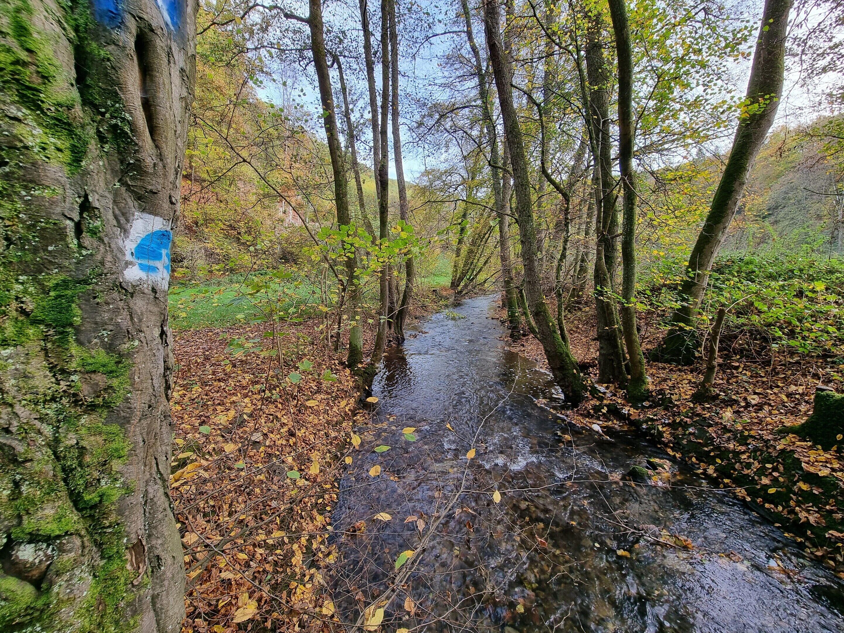 A forested area with a stream and a tree with a blue marking.