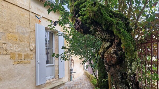 Un estrecho callejón con un muro de piedra, una puerta y el tronco de un árbol cubierto de musgo.