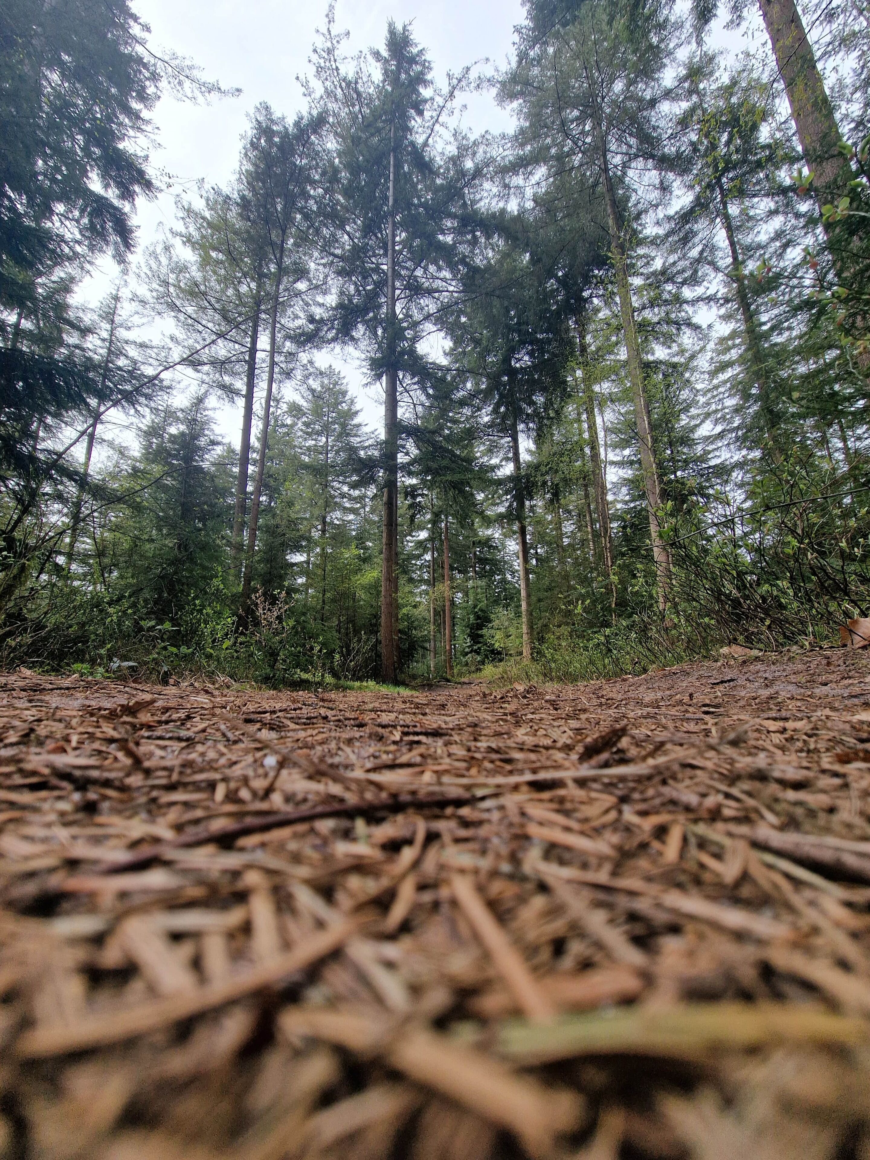 A forest floor covered with pine needles, tall pine trees, and dense underbrush.