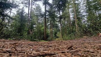 A forest floor covered with pine needles, tall pine trees, and dense underbrush.