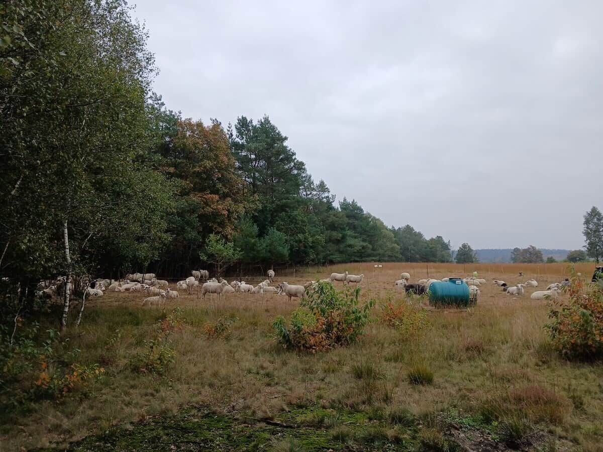 Paisaje rural con un rebaño de ovejas pastando en un campo, rodeado de árboles y vegetación.
