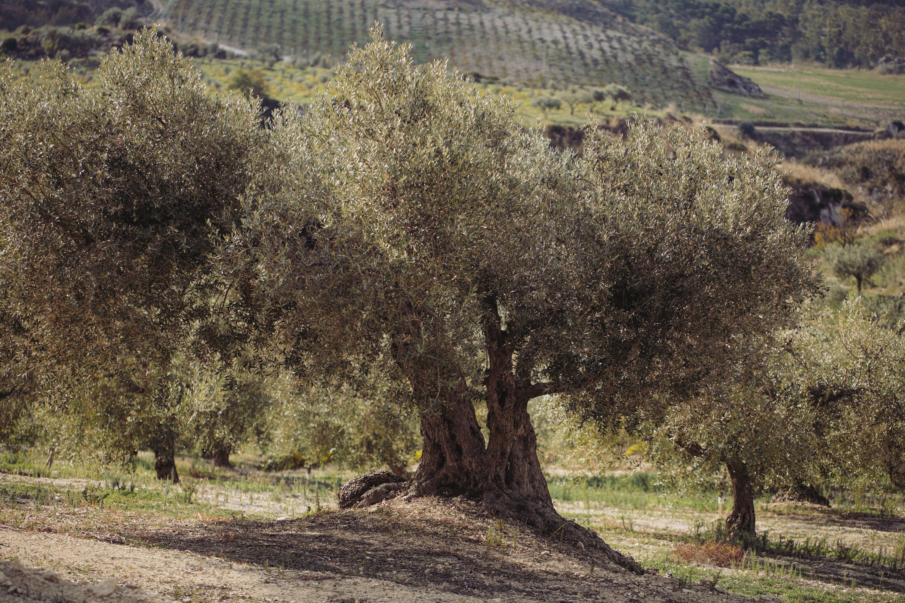 A landscape with olive trees.