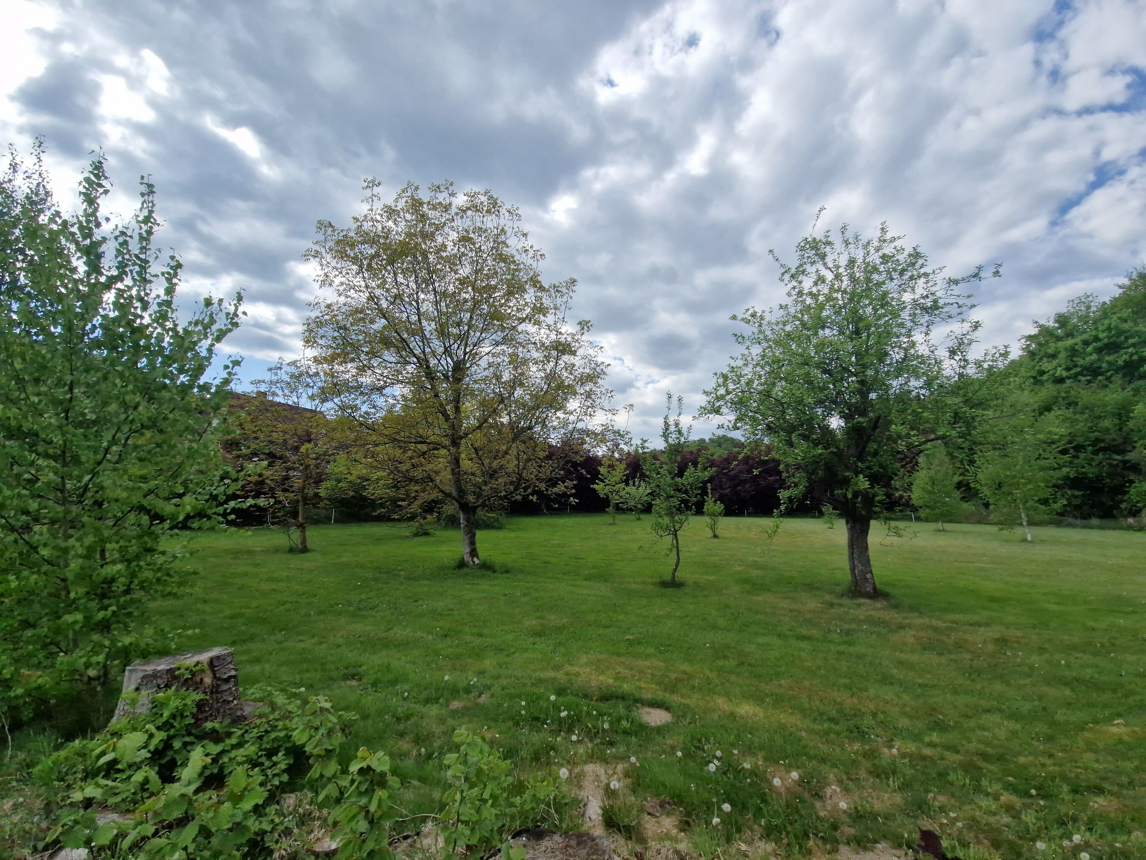 A grassy field with trees and a cloudy sky.