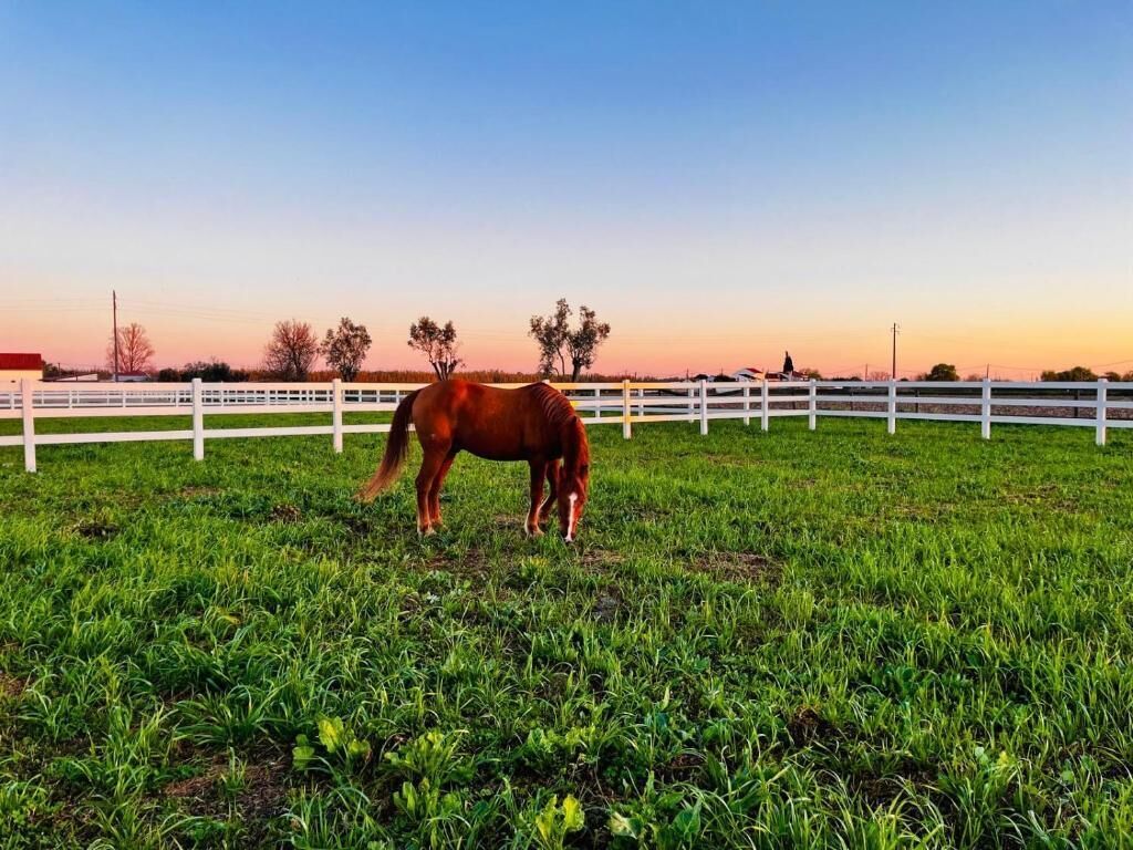 A horse in a fenced field with a clear sky.