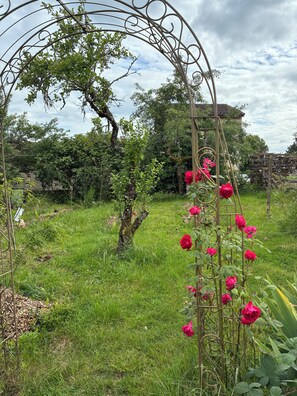 Un jardin agrémenté d’une arche en métal et de rosiers en fleurs.