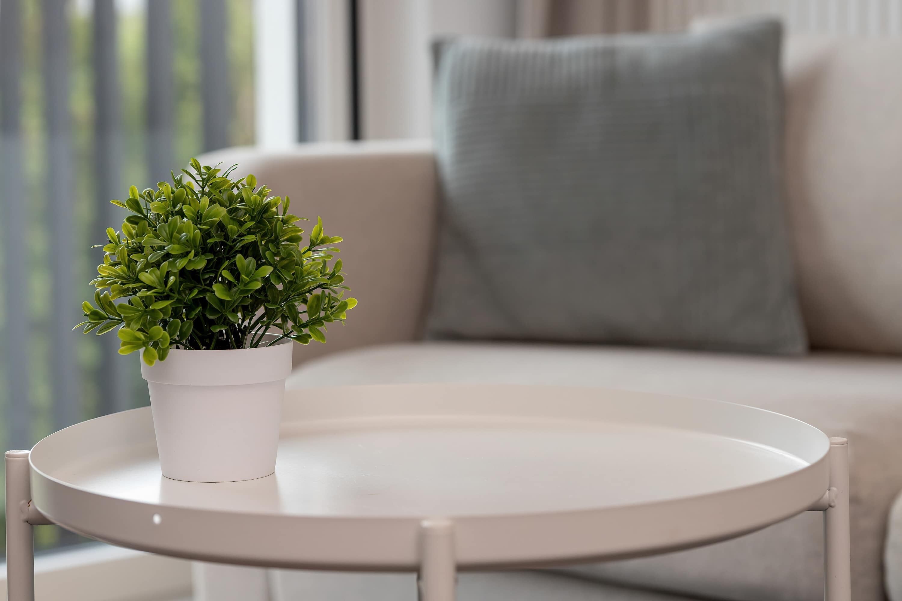 Una planta pequeña en maceta sobre una mesa blanca en una habitación con un sofá y un cojín gris.