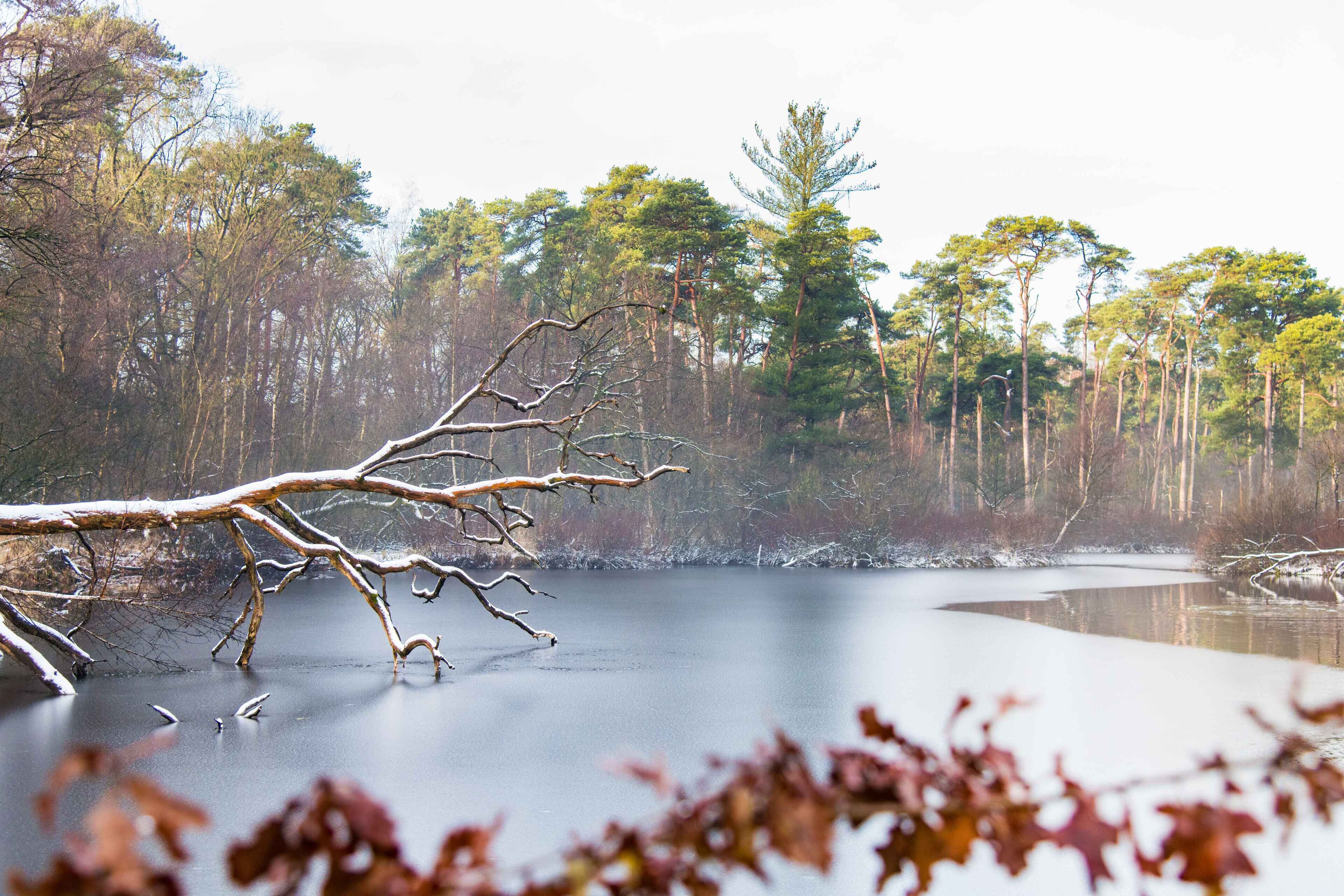 Un llac tranquil rodejat d'arbres, amb una branca caiguda al primer pla.