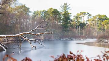 Un llac tranquil rodejat d'arbres, amb una branca caiguda al primer pla.