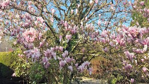 A magnolia tree with pink blossoms in a garden setting. - Residence close to beaches with terrace and garden (Saint-Coulomb)