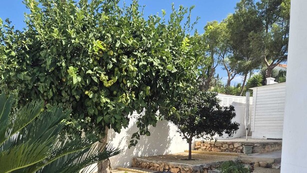 Un giardino con una palma, un piccolo arbusto e un vialetto sterrato.