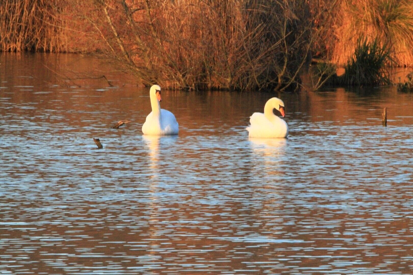 Two swans swimming in a body of water with a background of dry, leafless trees.