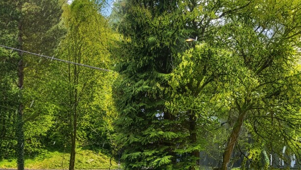 Een park met een verhard pad, bankjes en verschillende bomen.