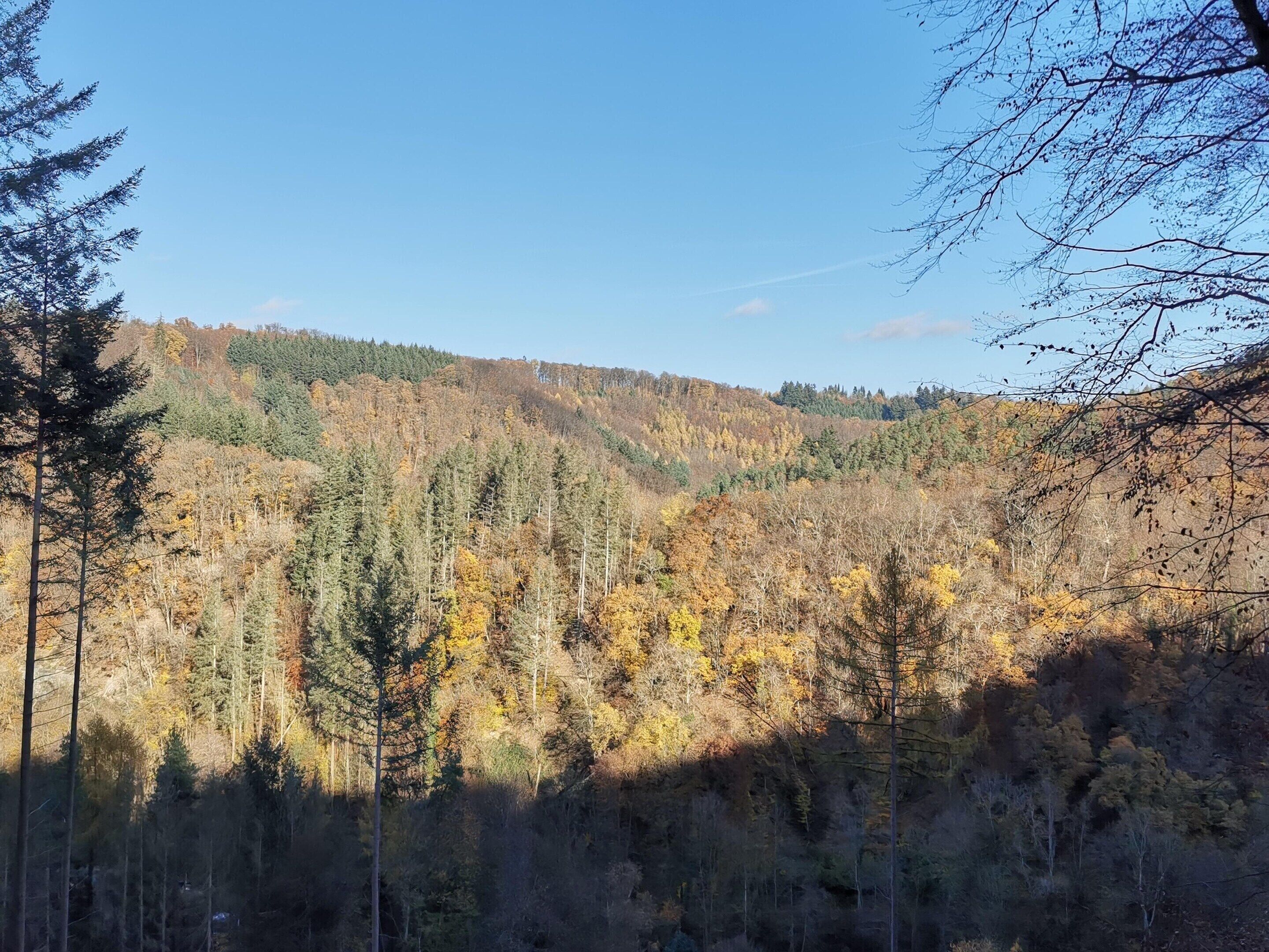 A forested hillside with dense trees and a clear sky.