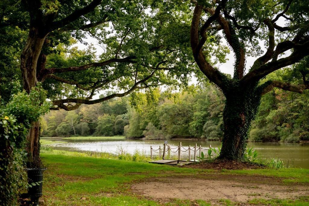 Un parc avec un grand arbre, un lac et une jetée en bois.