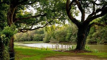 Un parc avec un grand arbre, un lac et une jetée en bois.