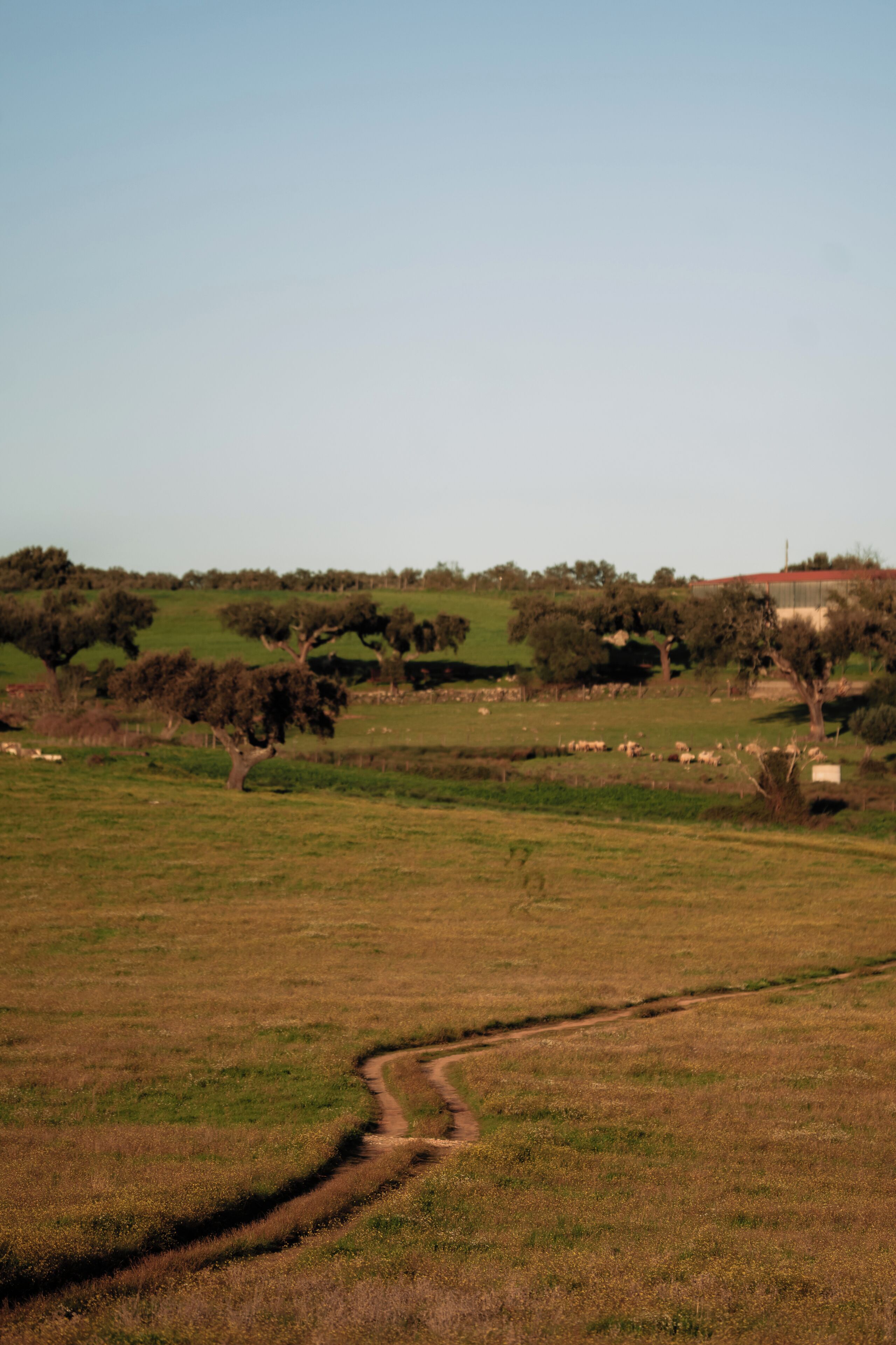 Paisaje rural con un camino de tierra, campos verdes y árboles dispersos.