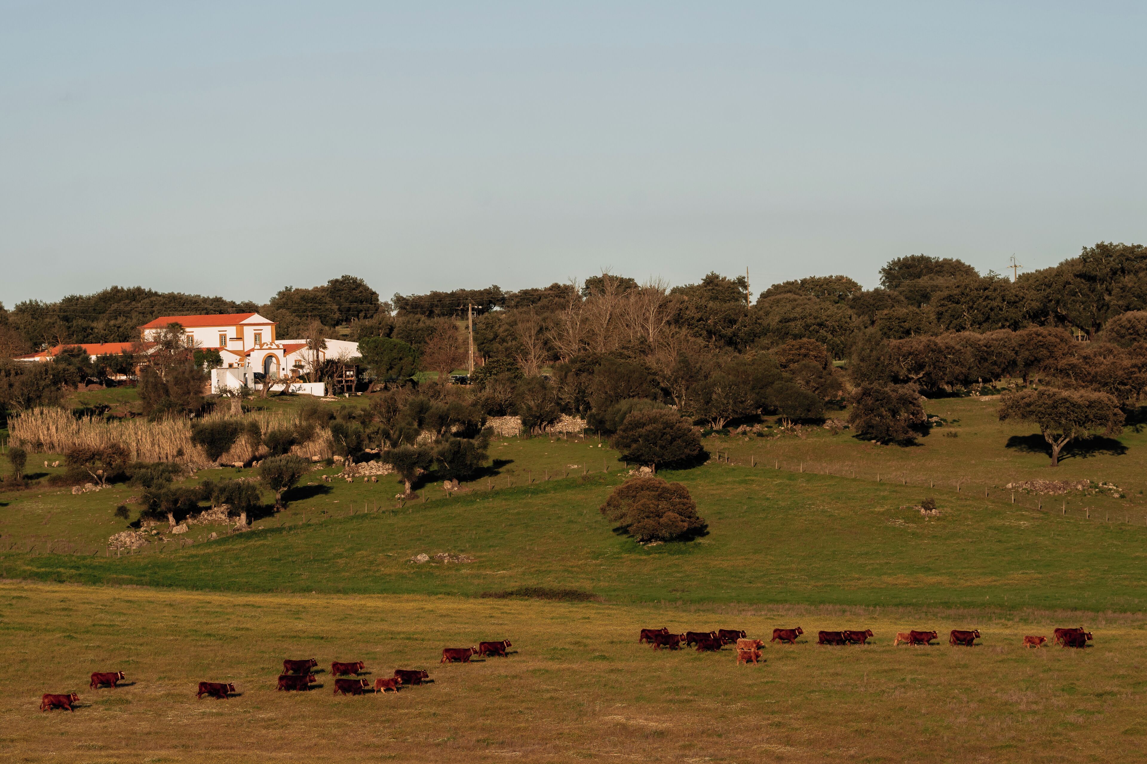 Paisaje rural con una casa de campo, ganado pastando y un terreno montañoso.
