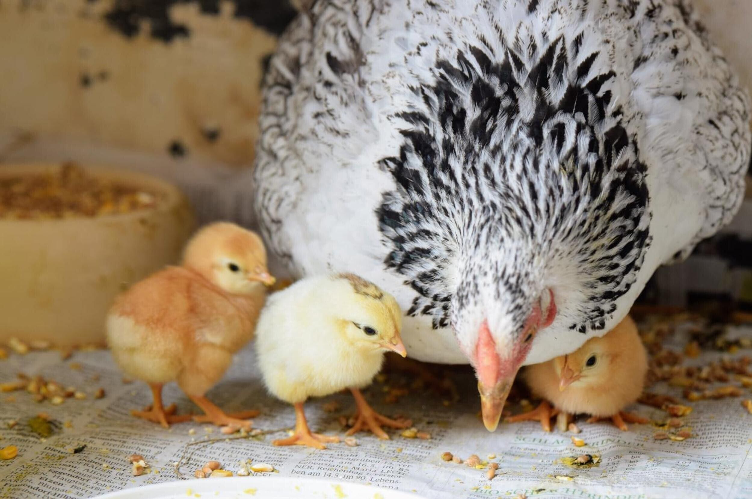 A hen with chicks on a surface covered with feed.