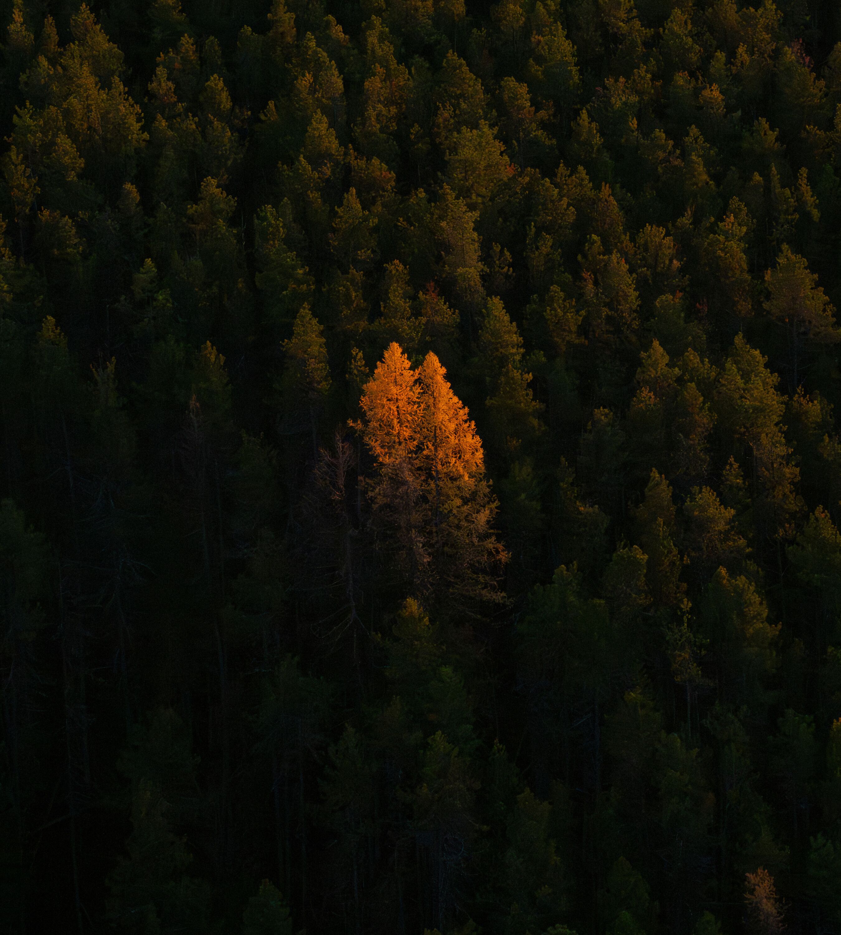 A dense forest with a single tree illuminated by sunlight.