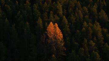 A dense forest with a single tree illuminated by sunlight.