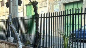 A potted palm tree on a tiled patio with a metal fence and a green door in the background.