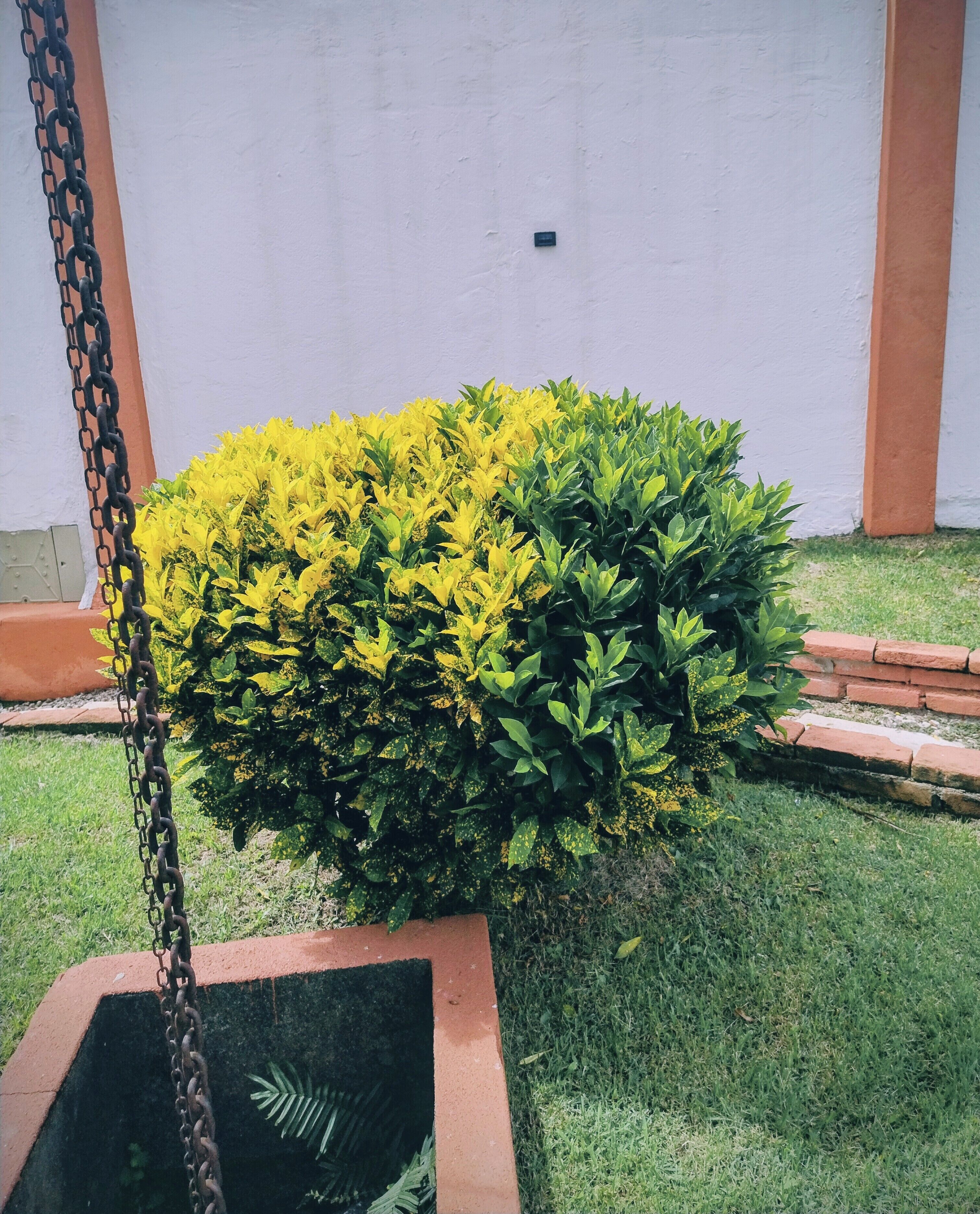 A well-maintained garden with a variety of shrubs and a chain-link fence.