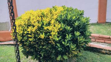 A well-maintained garden with a variety of shrubs and a chain-link fence.