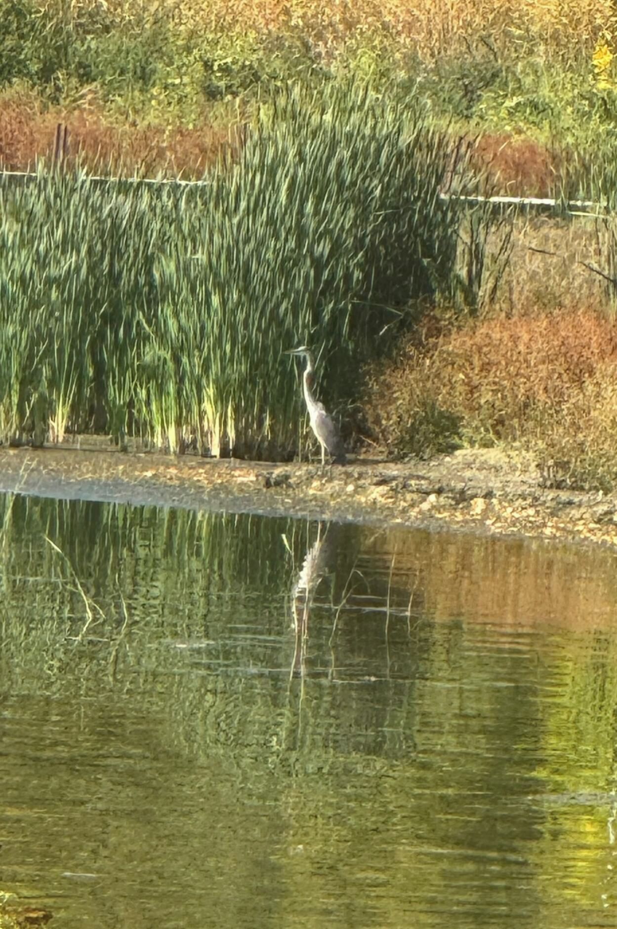 A bird standing by a body of water with tall grass and trees in the background.