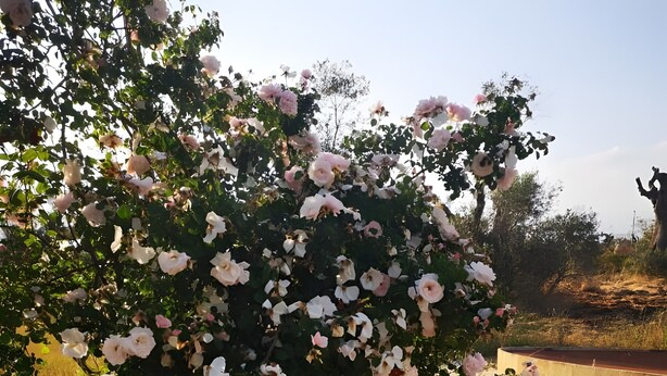 A garden with a rose bush and a concrete path. - Apartment 'Residenze Uliveto - Residenza 10' Private Terrace and Air Conditioning (Nardò)