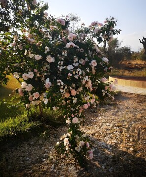 Ein Garten mit Rosenbusch und Kiesweg.