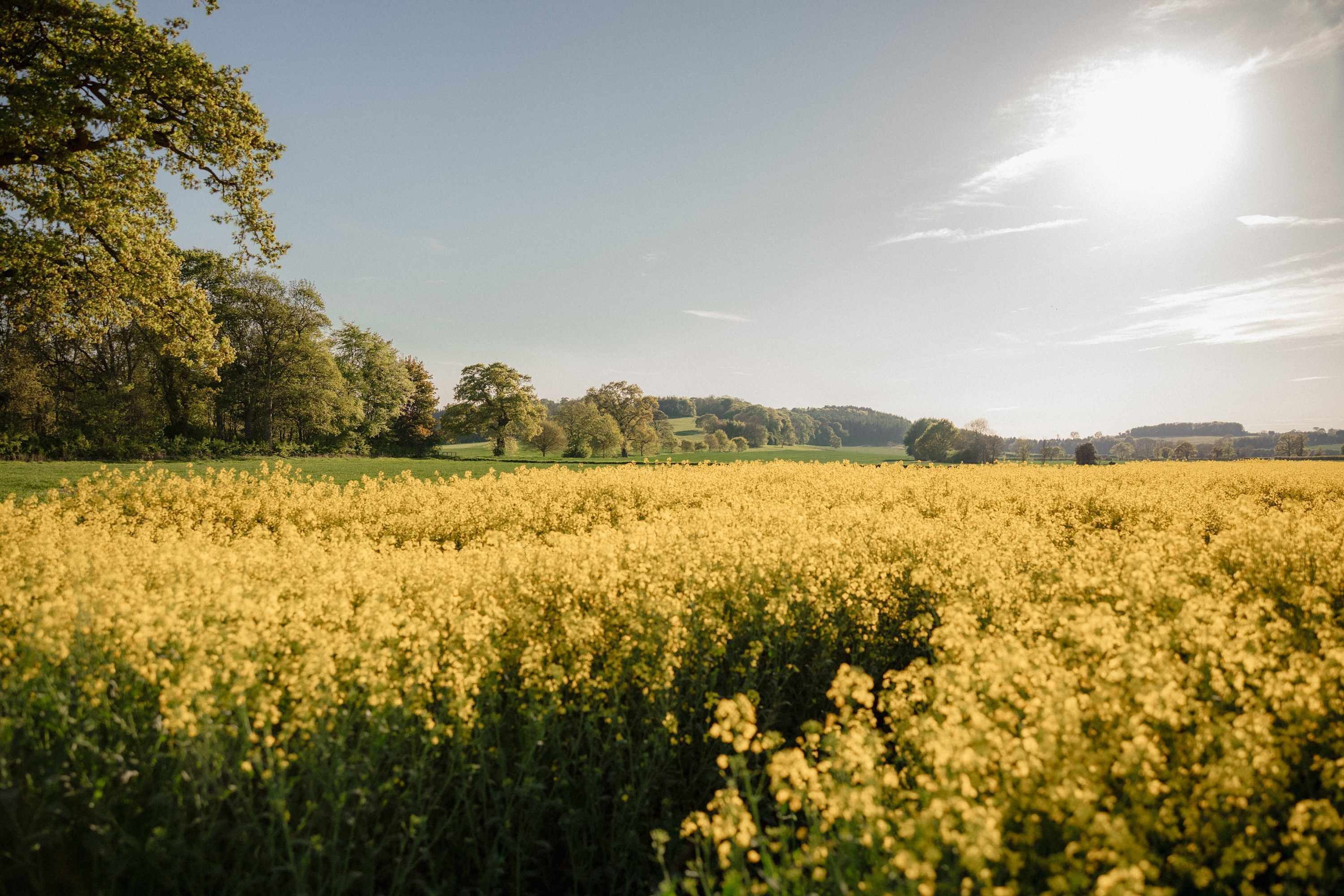 A field of yellow flowers under a clear sky.