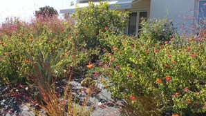 Un jardín con diversas plantas y flores frente a un edificio.