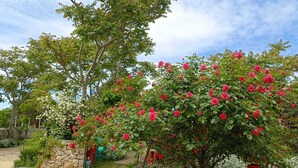 A stone wall with a rose bush, a cat, and a tree in the background.