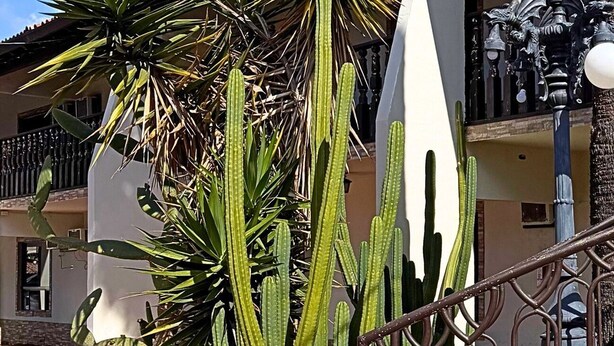 A building with a white facade, a balcony with a railing, and a large cactus plant in the foreground. - Hotel Hacienda Rosarito (Playas de Rosarito)