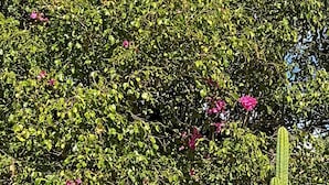 A cactus garden with a tall palm tree and pink flowers. - Hotel Hacienda Rosarito (Playas de Rosarito)