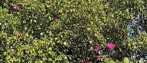 Un jardín de cactus con una palmera alta y flores rosadas.