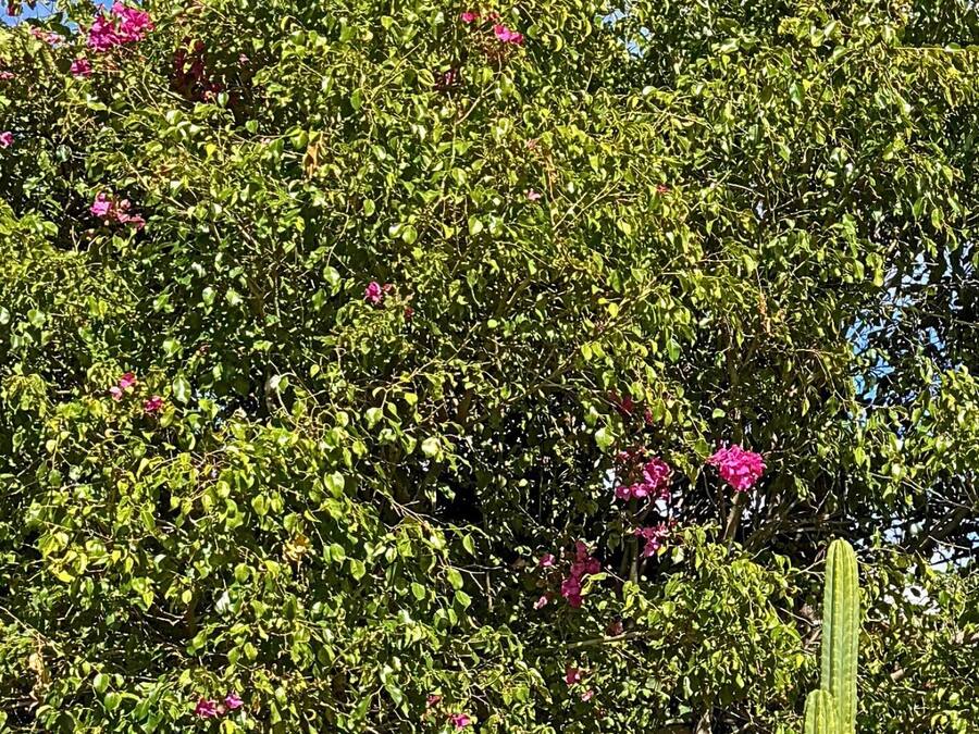 Eine Kakteengarten mit einer hohen Palme und rosa Blüten.