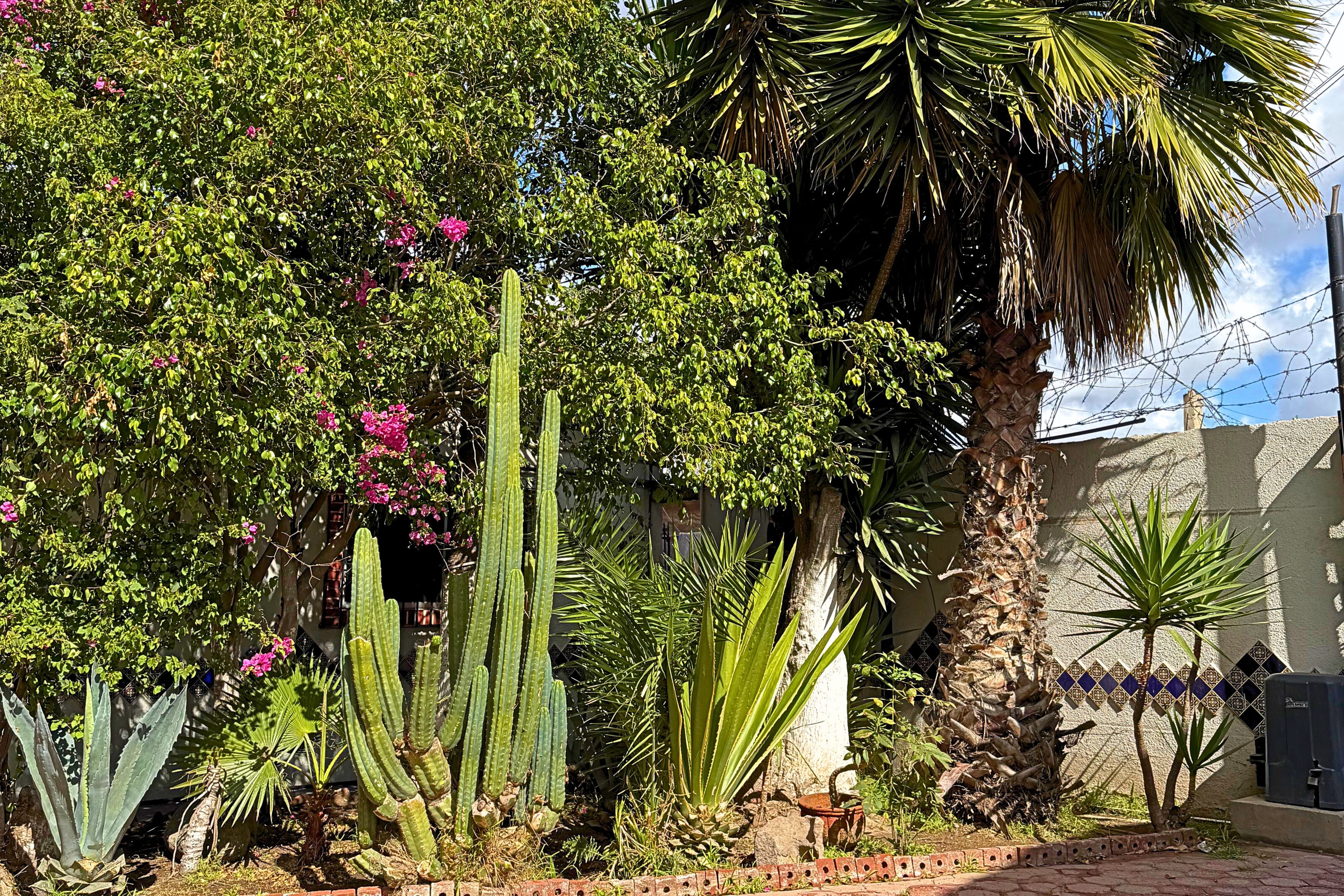 A garden with various plants including cacti and flowering shrubs.