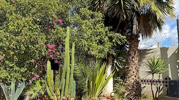 Un jardín con diversas plantas, entre ellas cactus y arbustos florecientes.