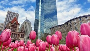 Un gratte-ciel imposant à la façade moderne en verre, entouré de bâtiments historiques et d’un champ de tulipes roses.