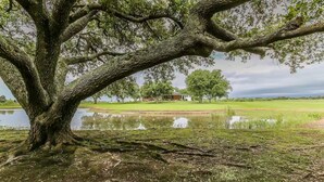 A large tree with a broad canopy, a pond, and a building in the background.