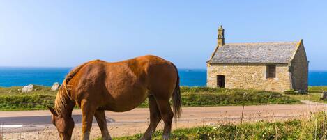 Un cavallo pascola vicino a un edificio in pietra con vista sull'oceano.