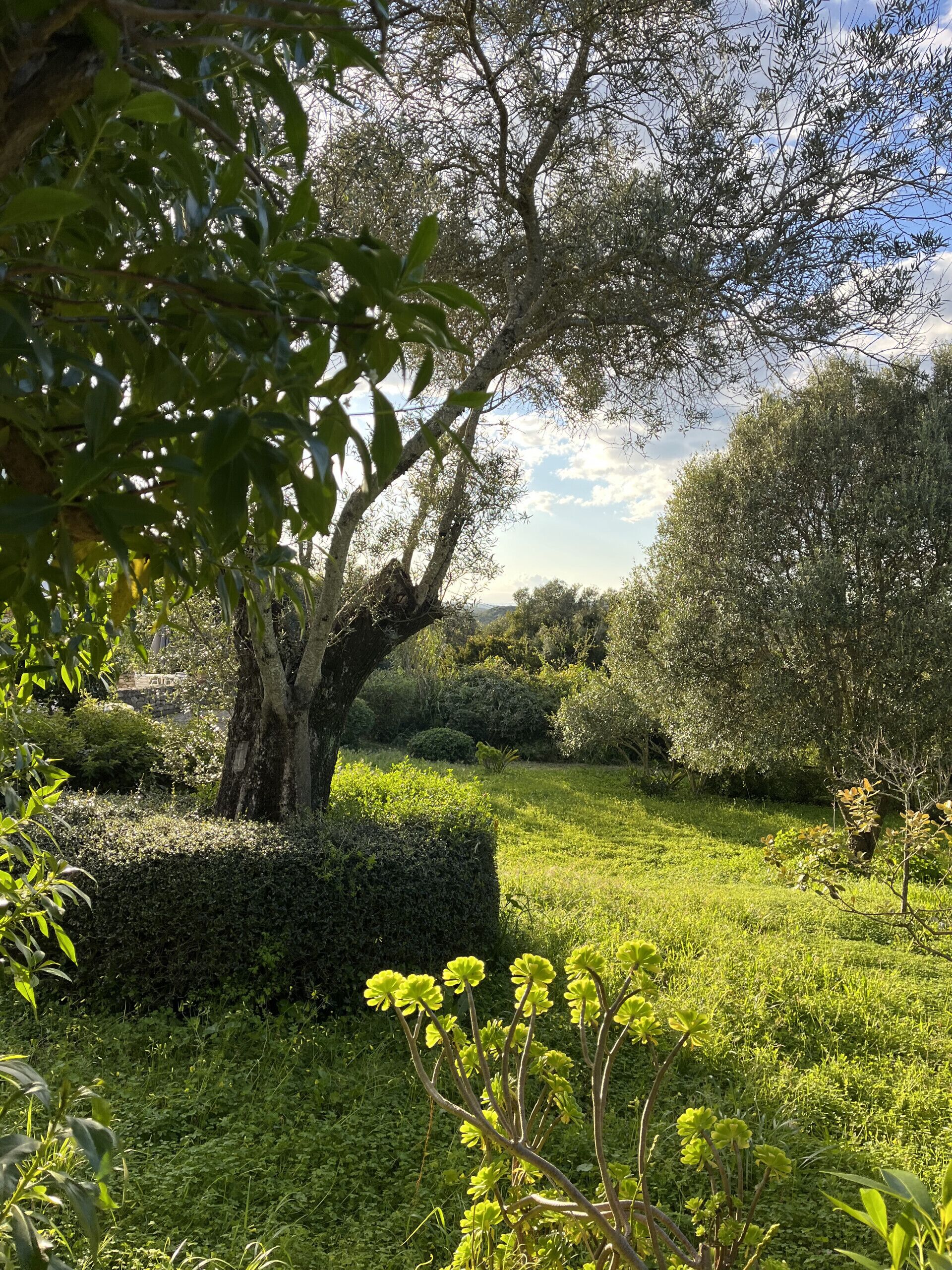 Ein Garten mit einem großen Baum, gepflegten Hecken und einer Rasenfläche.